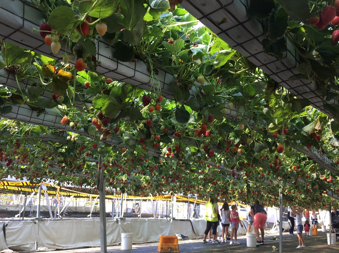 Picton旅游景点-Berrylicious Strawberries