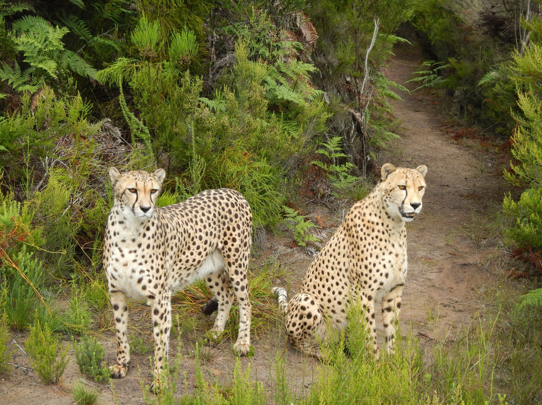 Tenikwa Wildlife Awareness Centre景点图片