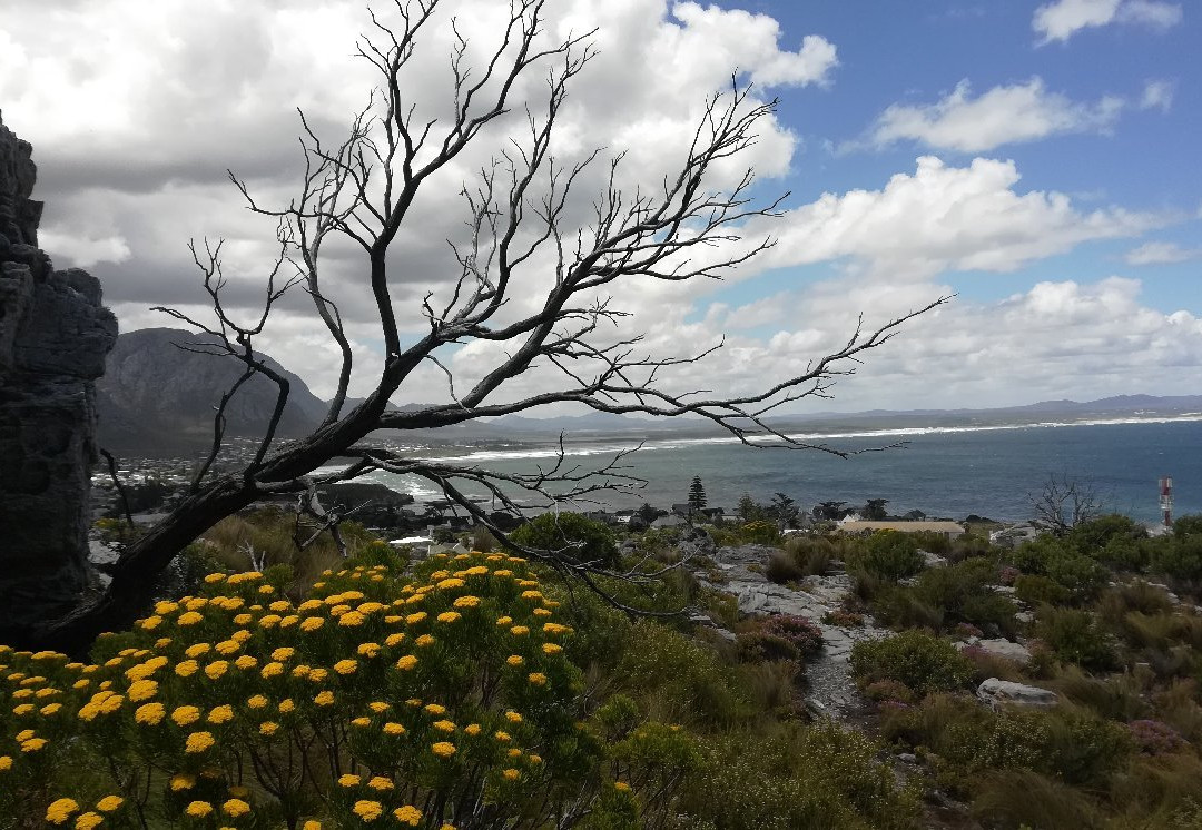 Hoy's Koppie-赫曼努斯必去景点