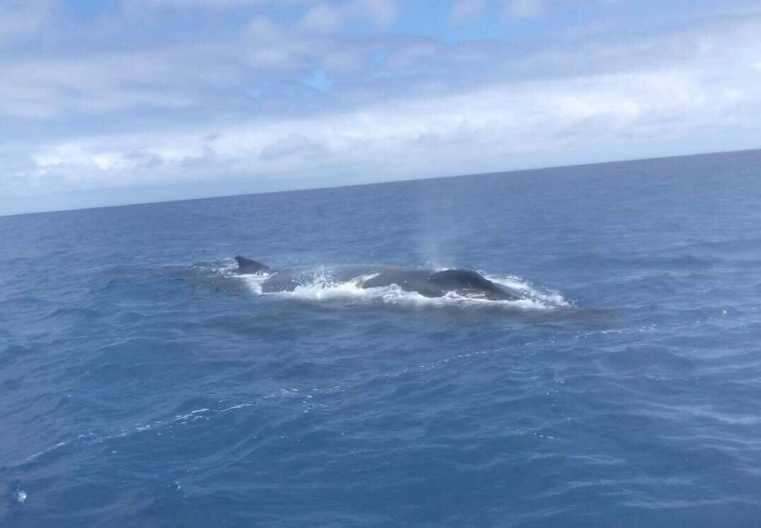 Wahoo Fishing Charters景点图片