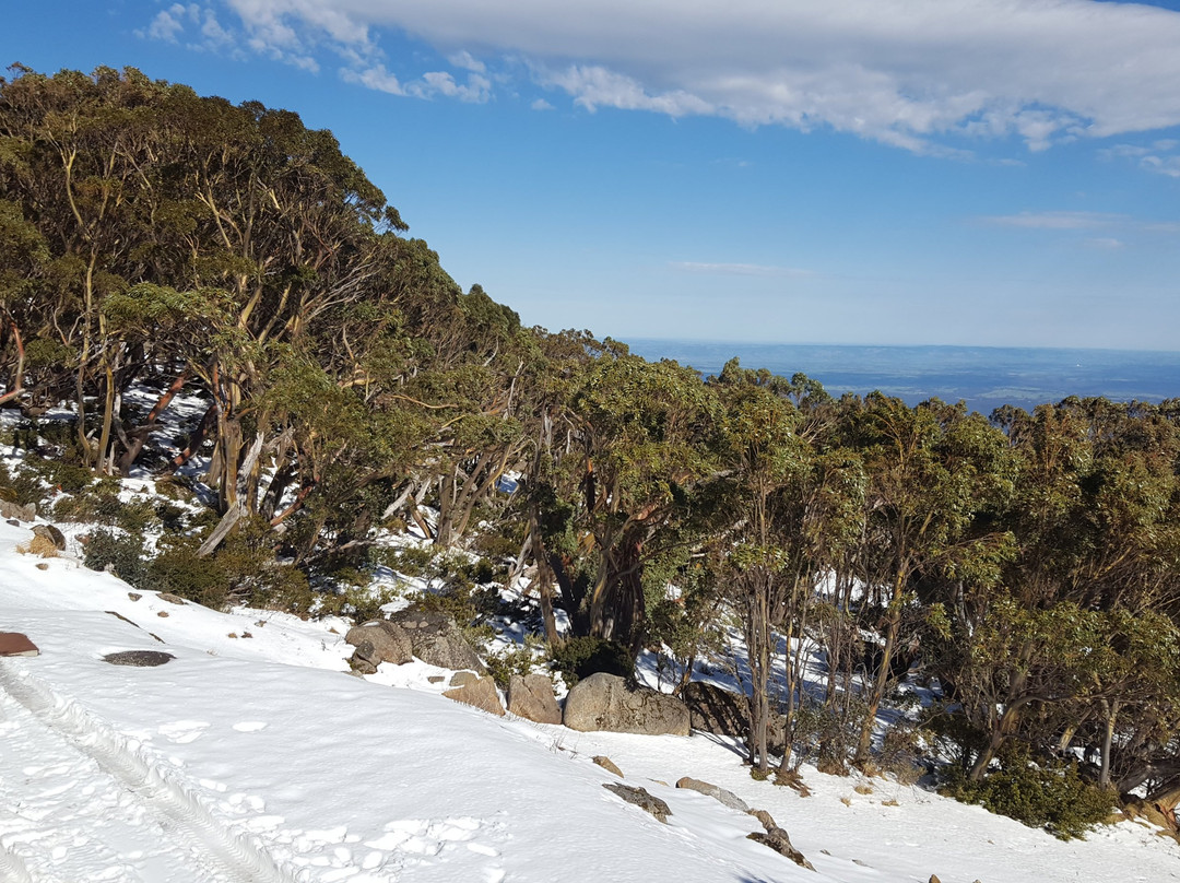 Mt Baw Baw Summit Walk景点图片