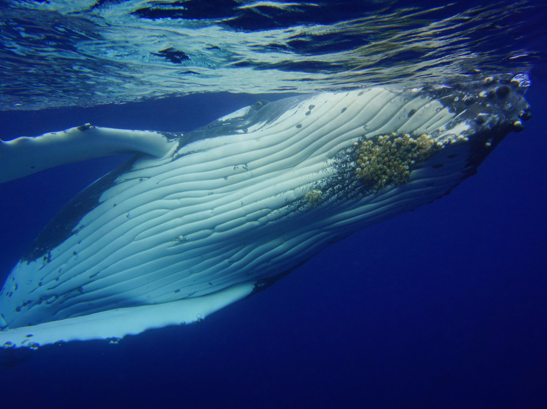 Whales in the Wild-Neiafu必去景点