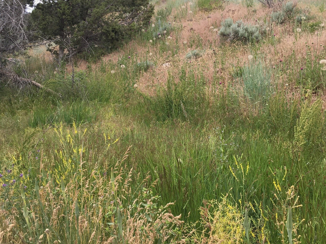 Mountain Mayhem Adventure Rental-Lava Hot Springs必去景点