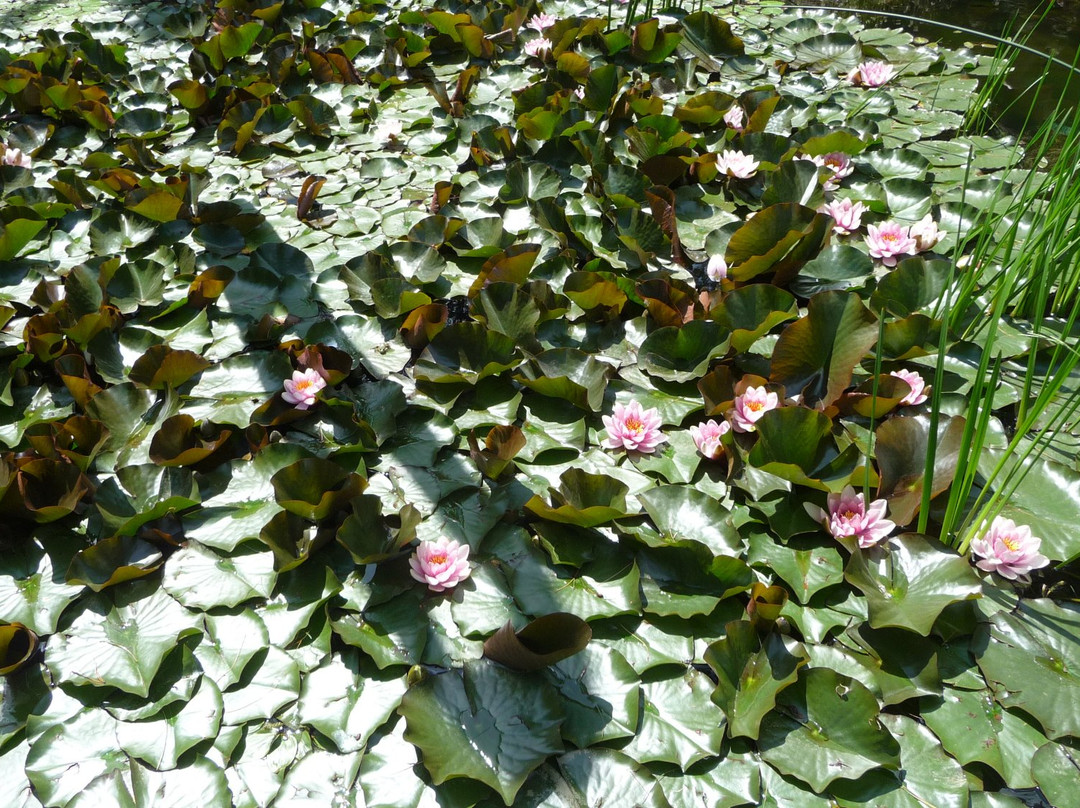 Arboretum SGGW景点图片