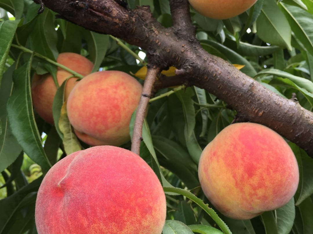 Sauvie Island Farms-波特兰必去景点