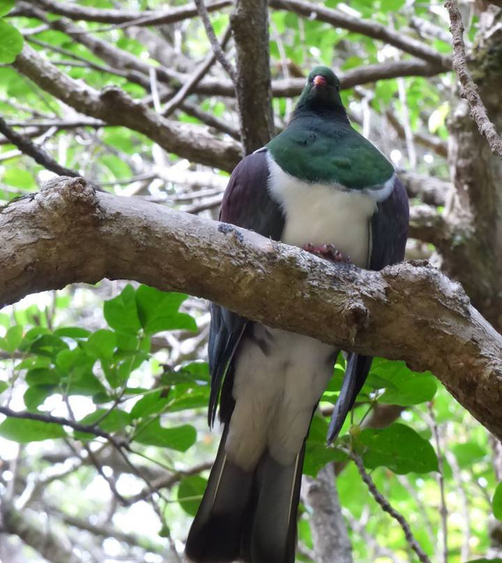 Oh Yeah Tours-皮哈海滩必去景点