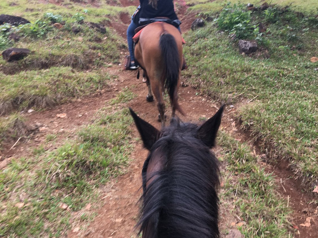 Franklin's Horseback Riding景点图片