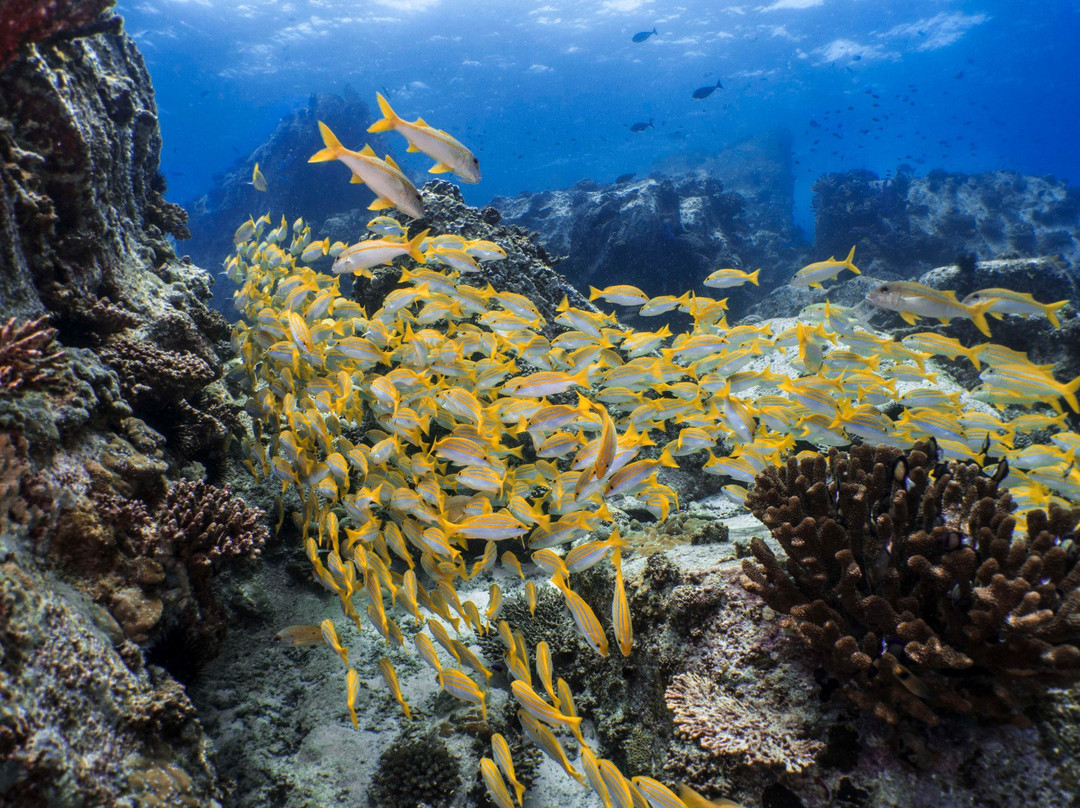 Diving Cruises Seychelles景点图片