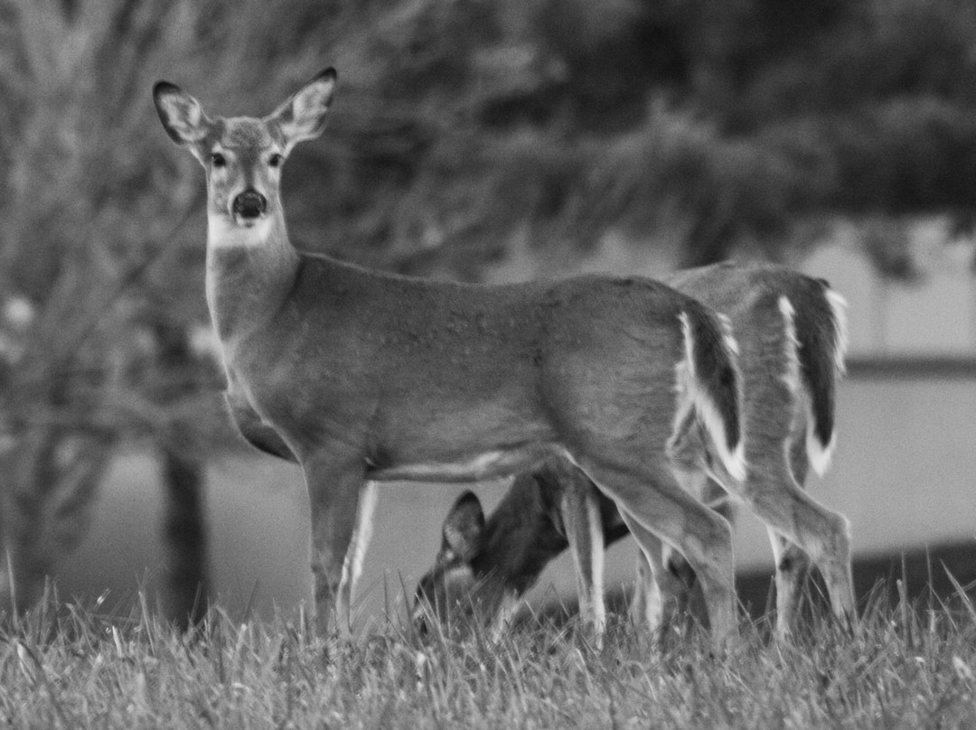 The Gardens at SIUE-Edwardsville必去景点