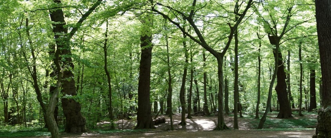 Charlottenlund Skov景点图片