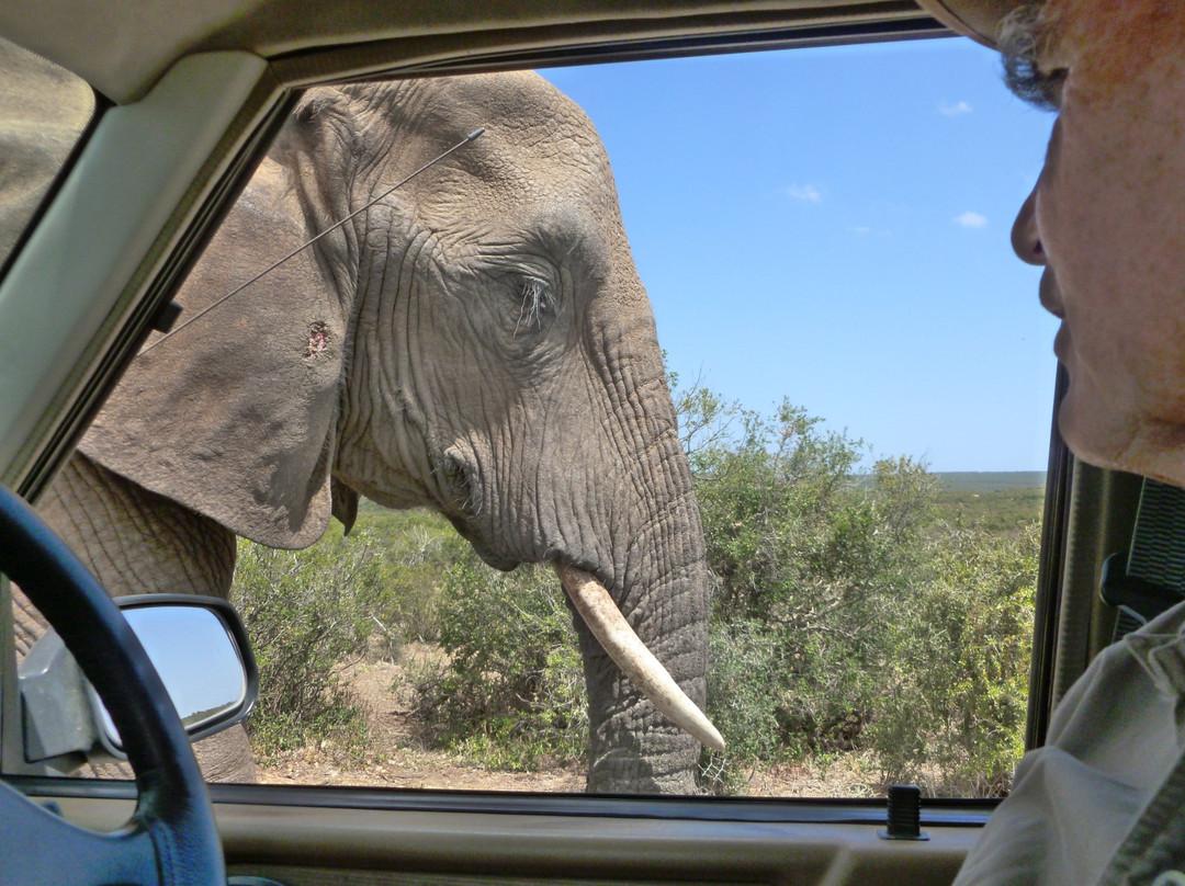 Peter Giddy Guided Tours-伊丽莎白港必去景点
