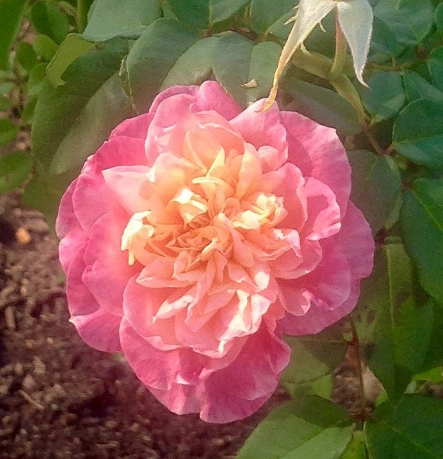 Cape Coral Historical Museum-开普科勒尔必去景点