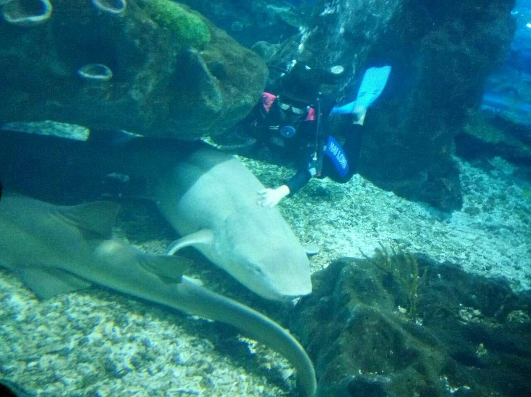 武汉极地海洋世界-武汉市必去景点