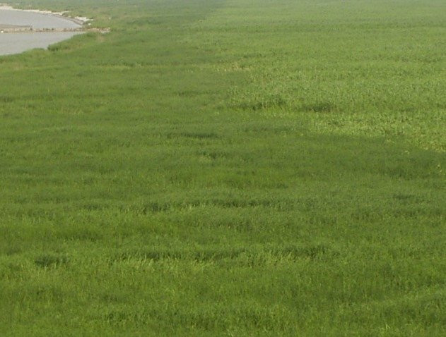 崇明东滩自然保护区-崇明县必去景点