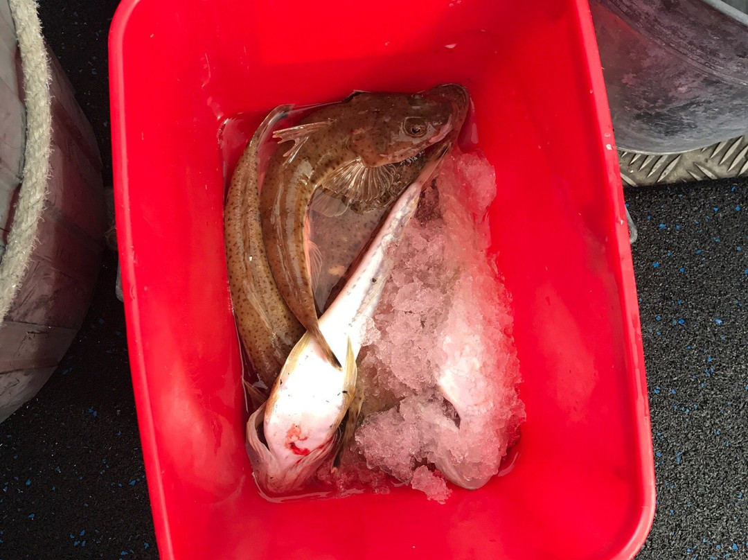Apollo Bay Fishing & Adventure Tours景点图片