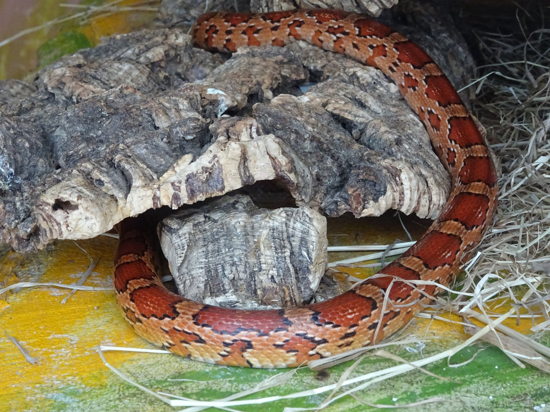 Iguana Reptile Zoo-Zeeland Province必去景点