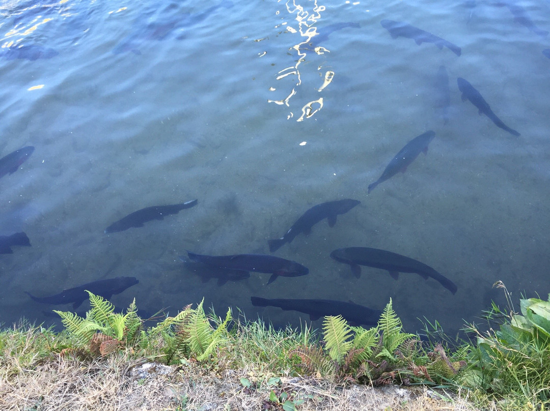 Ingenio Criadero de Truchas-万卡约必去景点