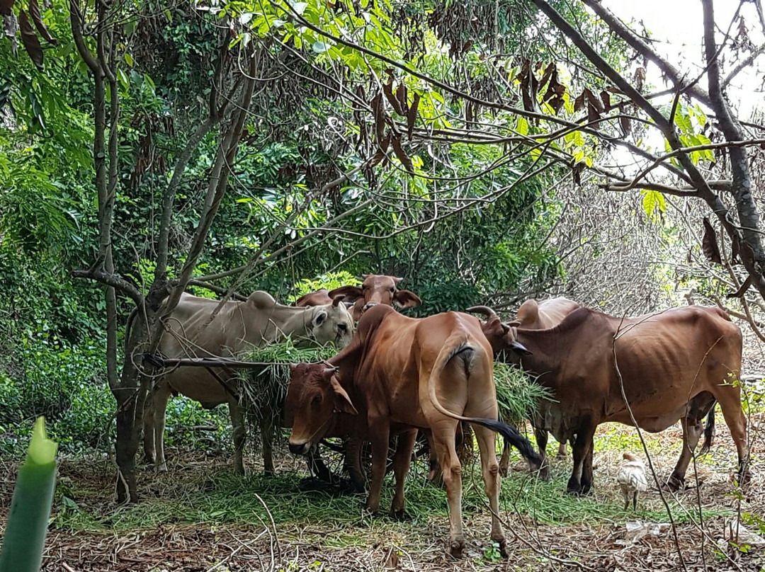 Kim Long Tunnels-头顿必去景点