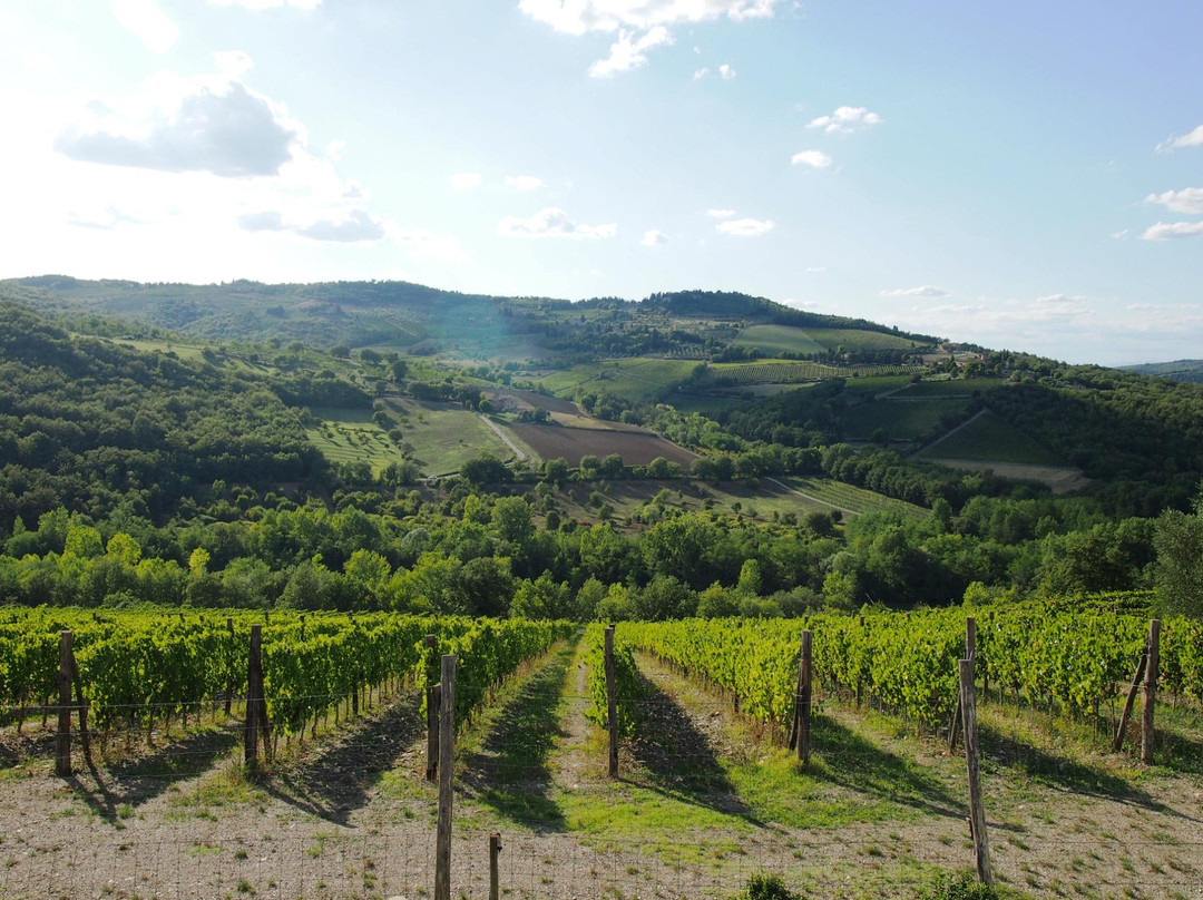 Monte Bernardi-Panzano in Chianti必去景点