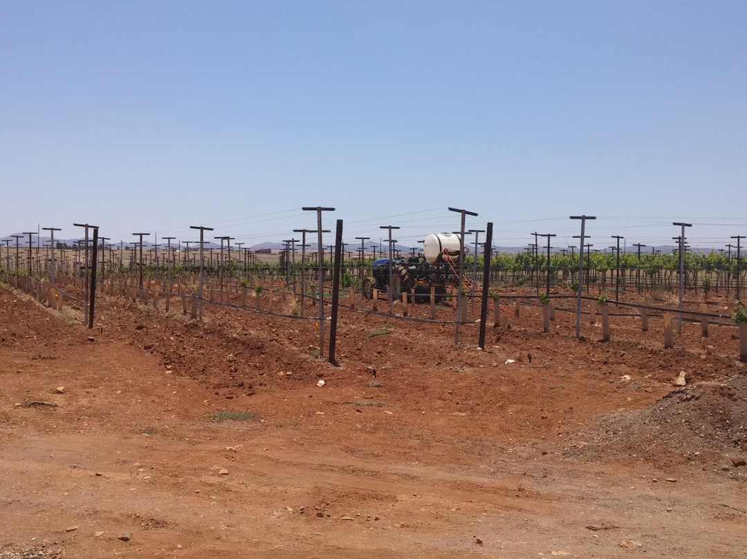 Wilhelm Family Vineyards-Sonoita必去景点