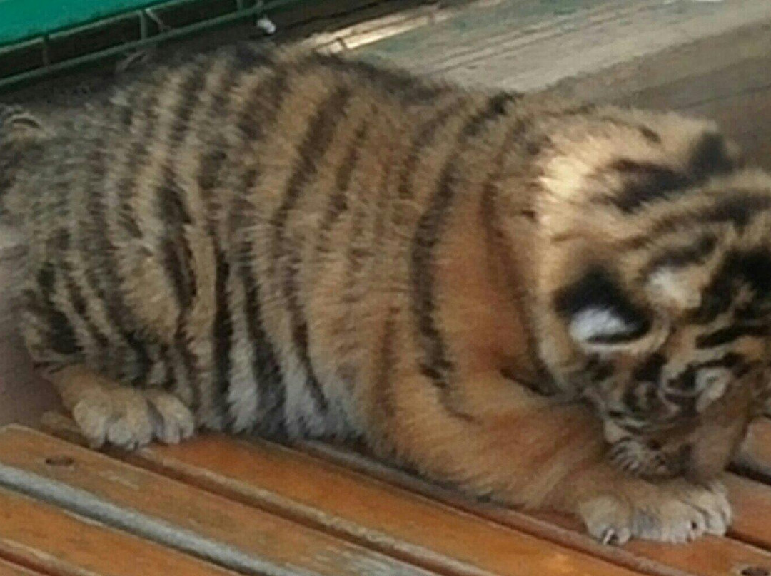 怪坡老虎园-沈阳市必去景点