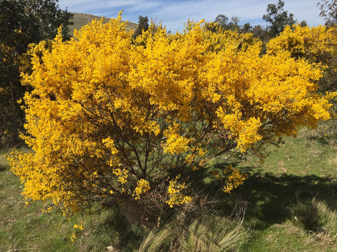 Canberra Centenary Trail-Forde必去景点