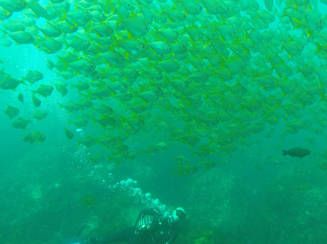 Dolphin Dive Fremantle-弗里曼特尔必去景点