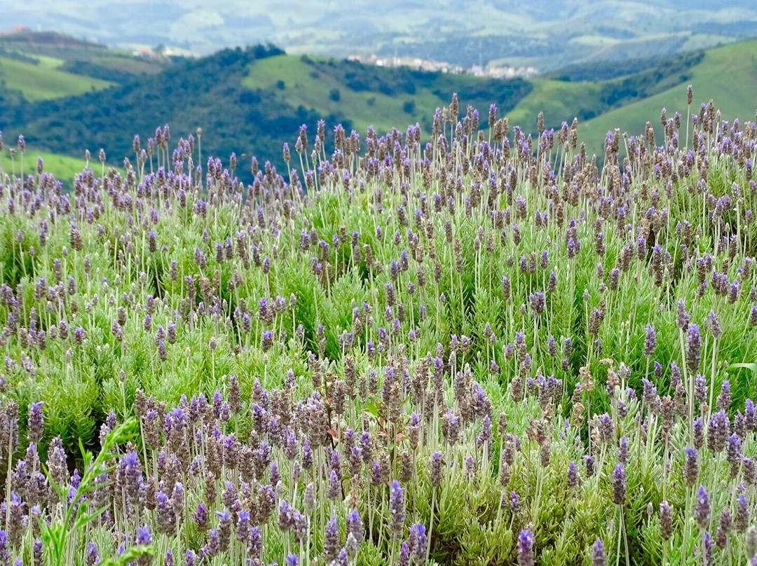 Lavandario-Cunha必去景点