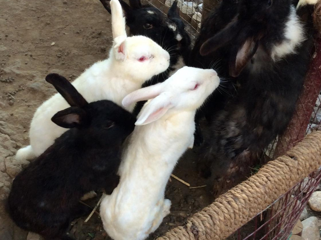 Hotel Mega Stars主图