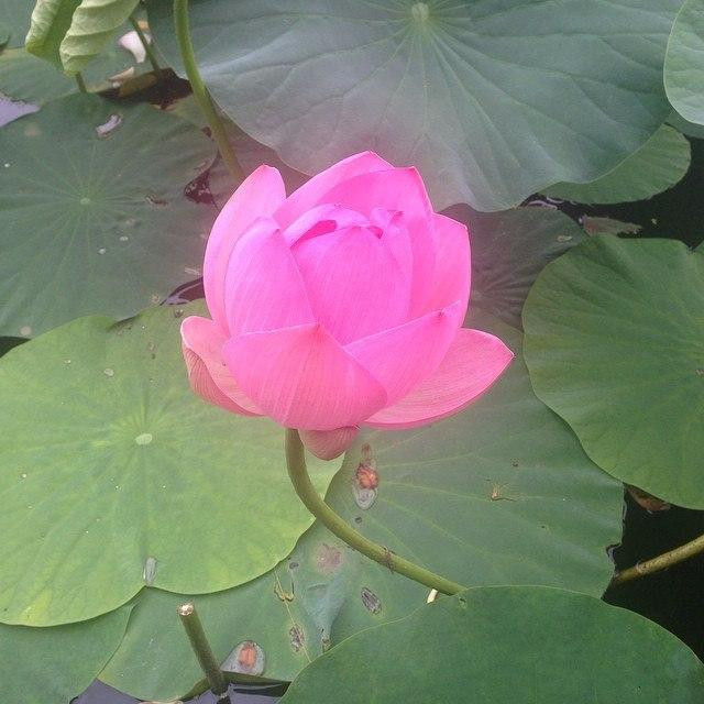 Lotus Lake-海参崴必去景点