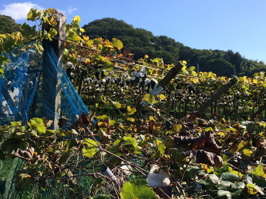 Katashimo Winery-柏原市必去景点