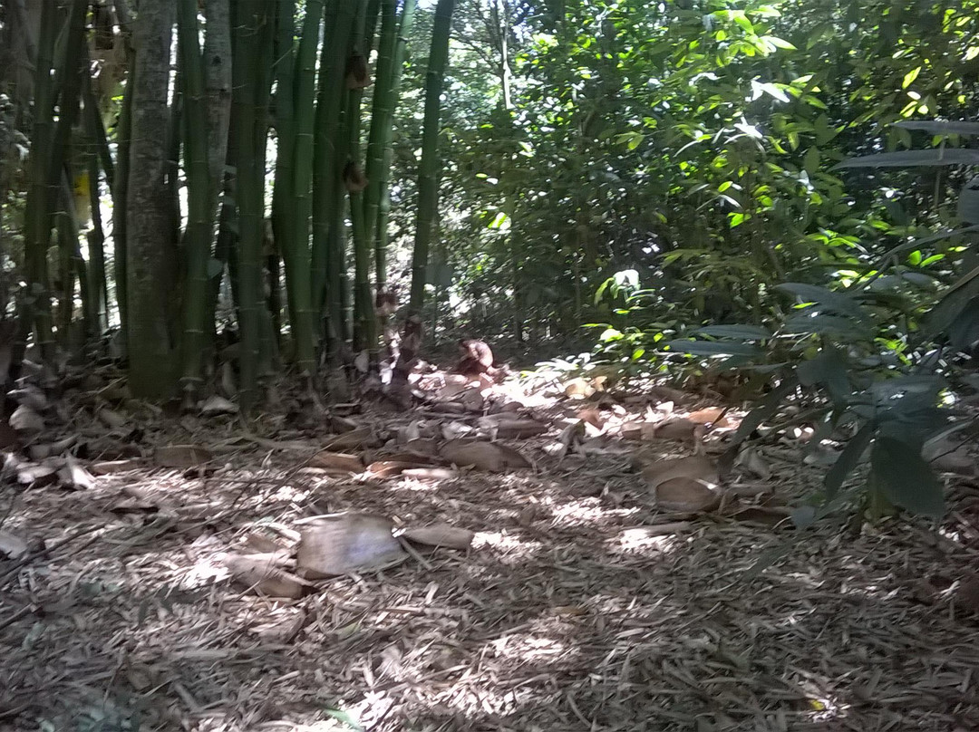 Reserva Florestal do Poço Escuro景点图片