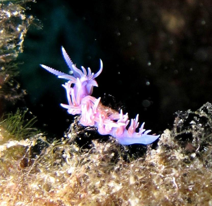 Lipari Diving Center-利帕里必去景点