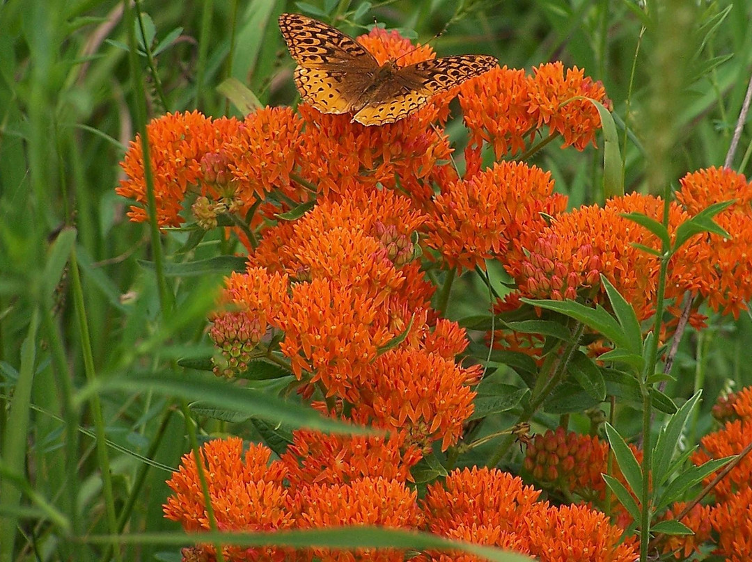 Shoal Creek Conservation Area-Litchfield必去景点