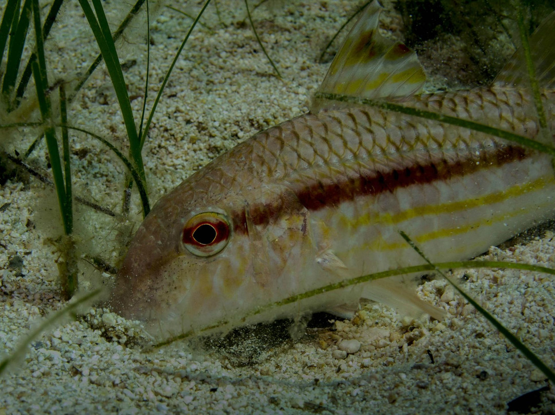 Moby Dives-Xlendi必去景点