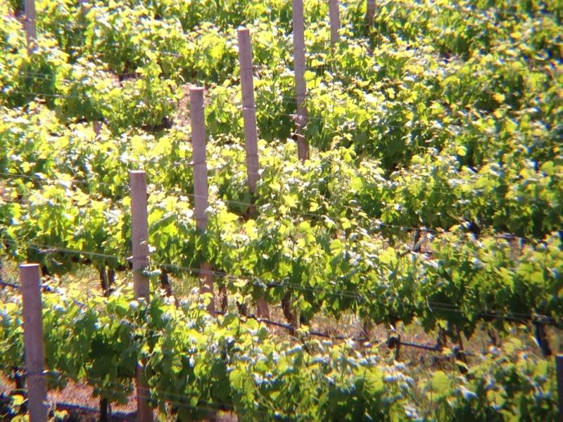 Azienda Agricola Leda' d'Ittiri-阿尔盖罗必去景点