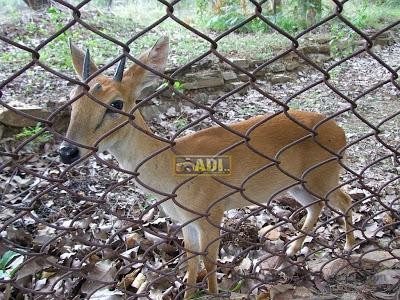 Deer Park景点图片