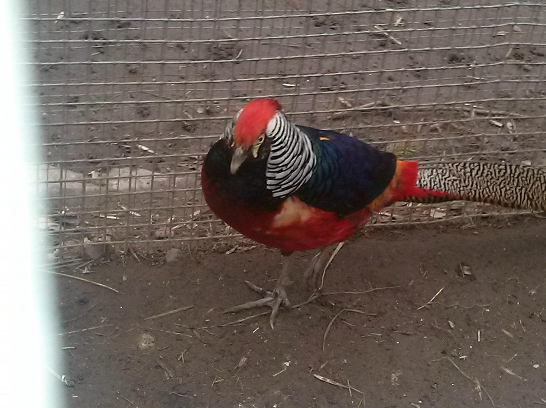 Lutsk Zoo-Lutsk必去景点