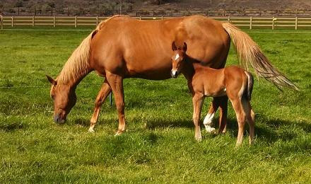 Brasada Trails-Powell Butte必去景点