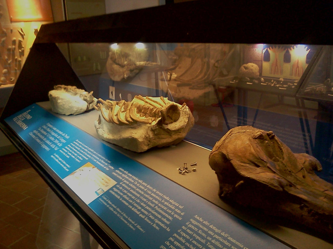 Museo Geologico G. Cortesi景点图片