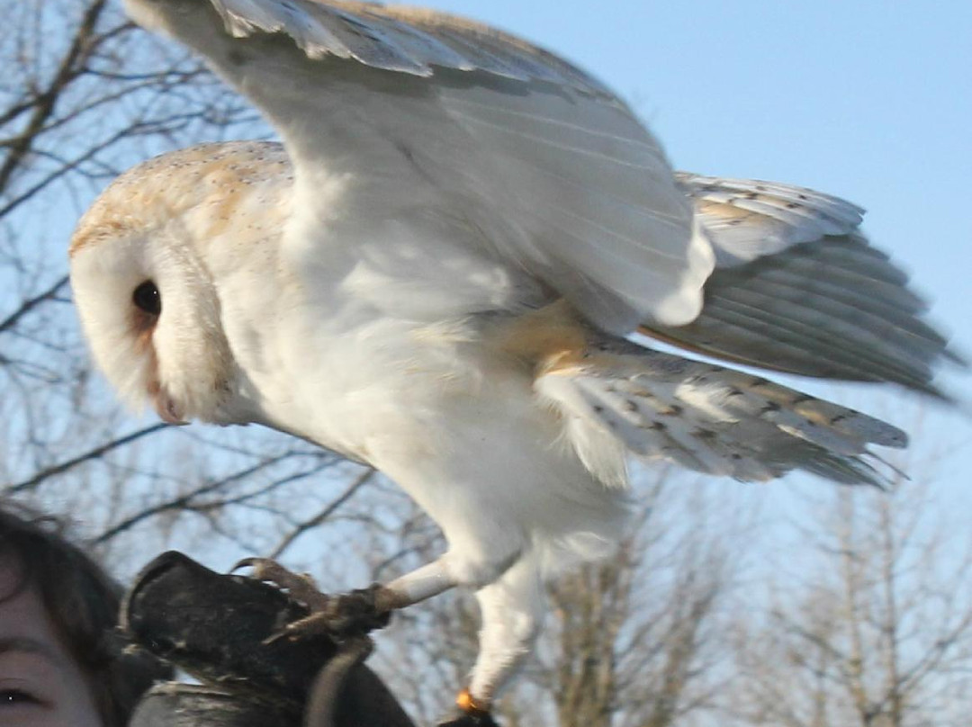 Valkerij Dominique-迪彭贝克必去景点