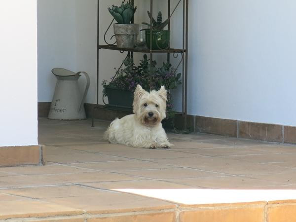 Oakvale Lodge Guest House主图