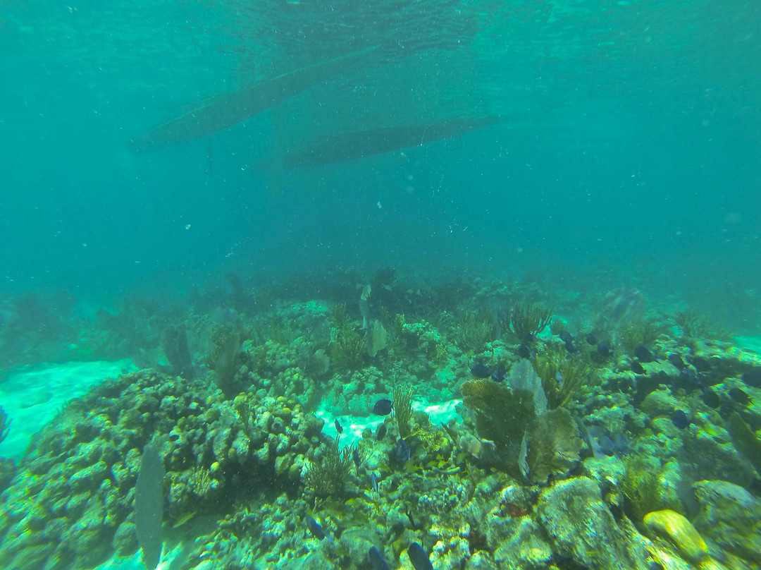 Wasabi Sailing-夏洛特阿马利亚必去景点