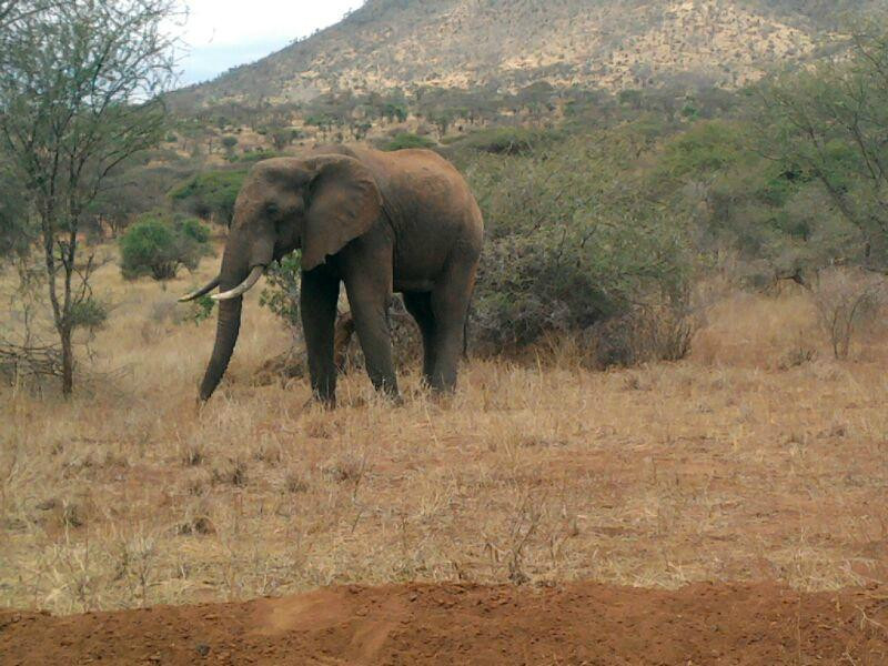 Safari Quest Kenya - Day Adventures景点图片