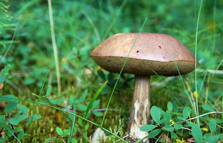 Hallormsstadur Forestry Reserve-埃伊尔斯塔济必去景点