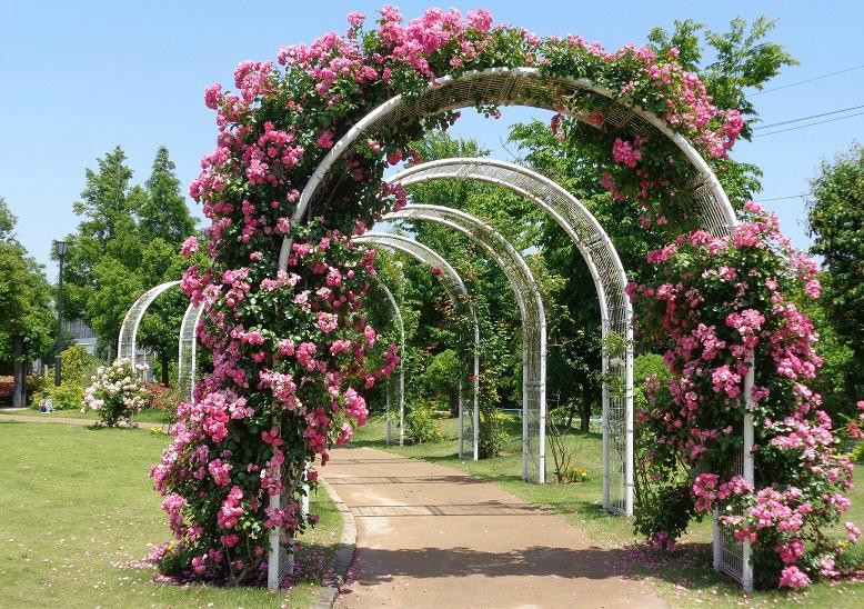 Hogashi Matsudo Yui no Hana Park-松户市必去景点