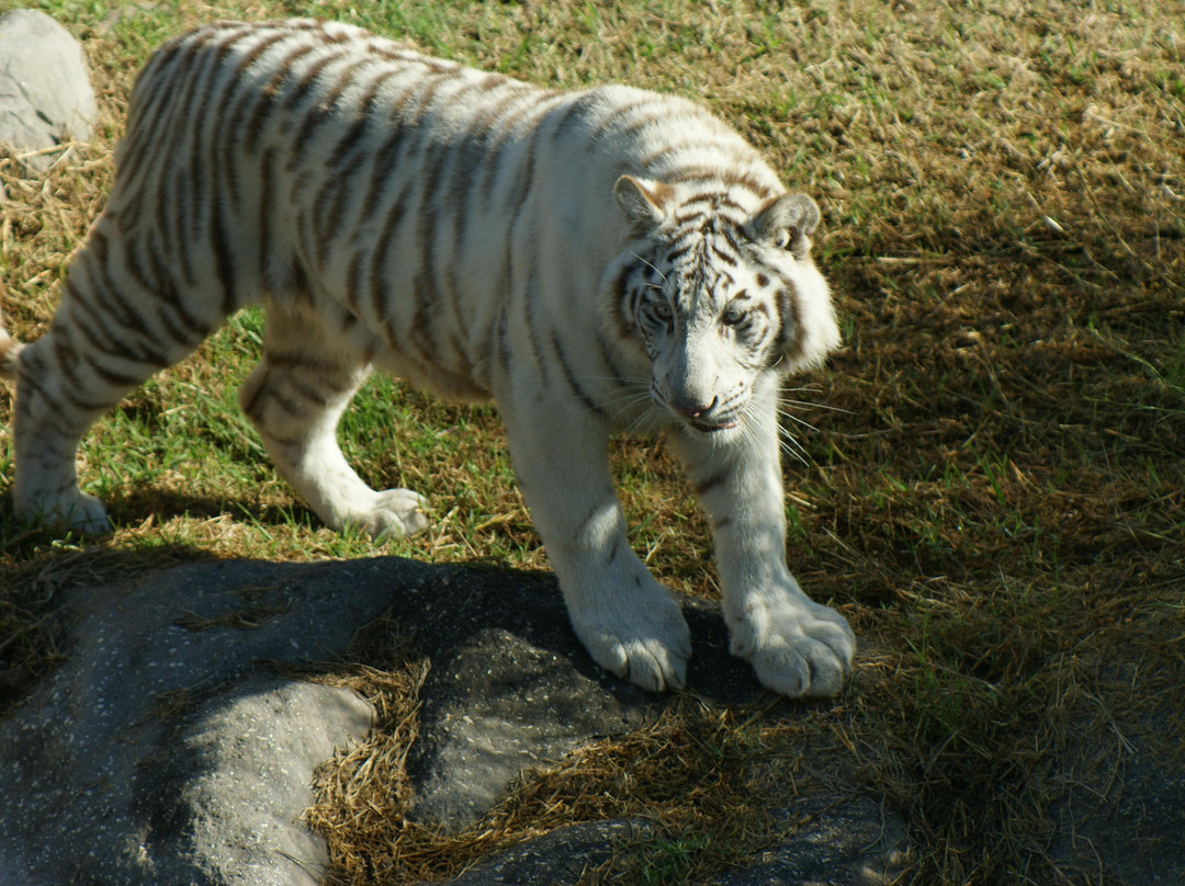 Temaiken Biopark-Belen de Escobar必去景点