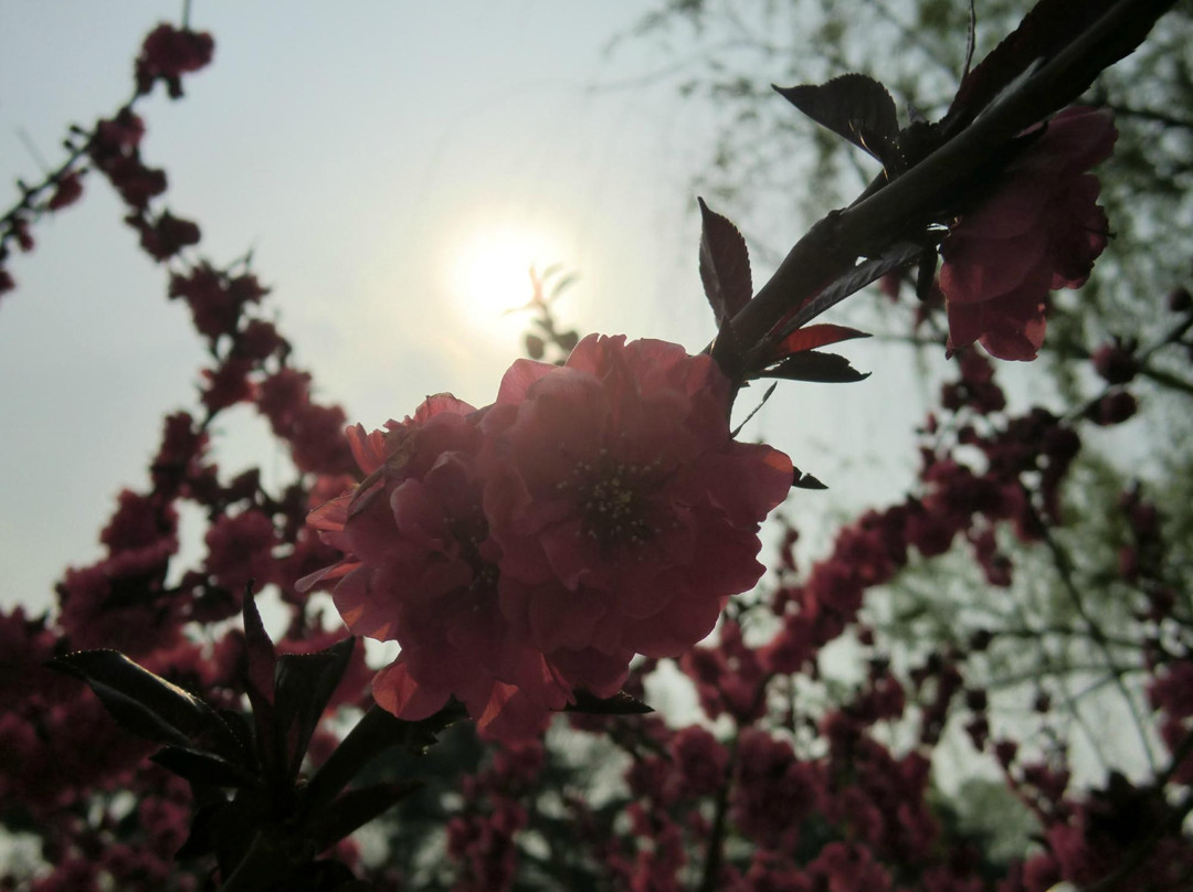 玄武湖-南京市必去景点