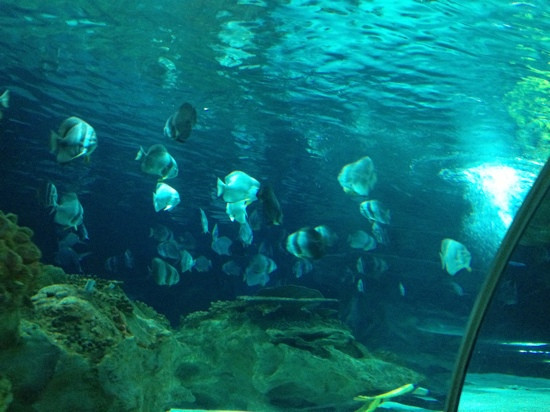 富国海底世界-北京市必去景点