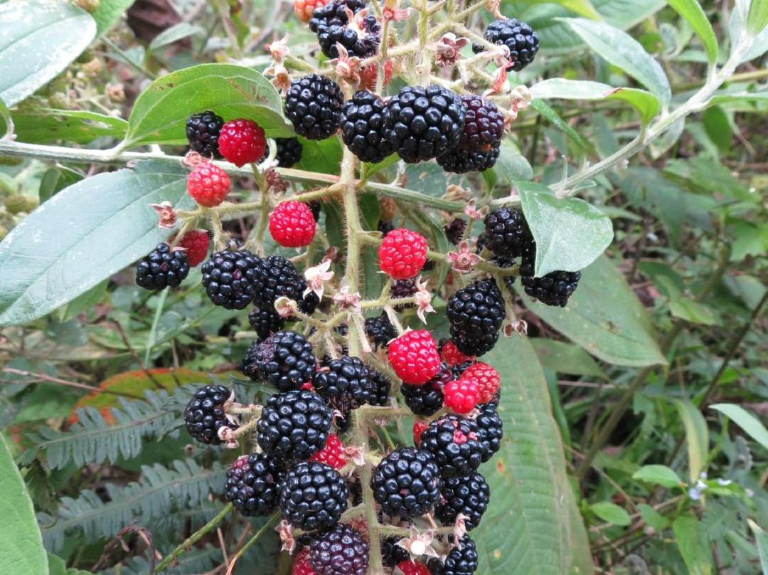 Kasaguadua Natural Reserve-萨伦托必去景点